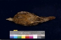 藍腹鷴藏品圖，第5張